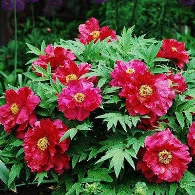 Пион КРАСНЫЙ ЛОТОС древовидный в Кемерово