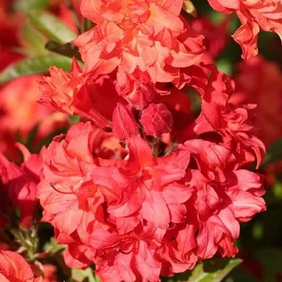 Азалия ФОЙЕРКОПФЕН крупноцветковая  Азалия ФОЙЕРКОПФЕН крупноцветковая в Кемерово