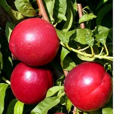 Нектарин ХАРКО  Нектарин ХАРКО в Кемерово