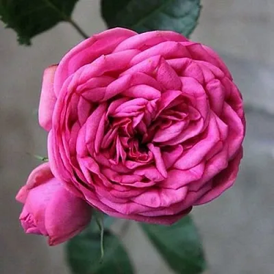 Саженцы роз ПИНК ПИАНО чайно-гибридная в Кемерово