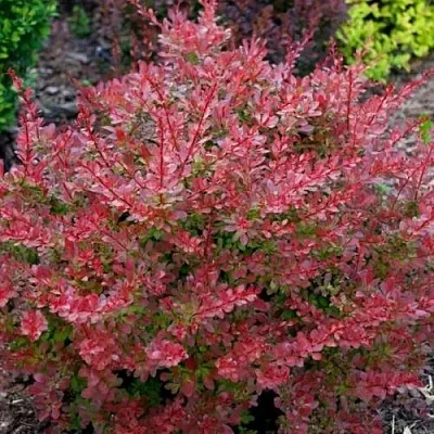 Барбарис ГОЛДЕН РИНГ тунберга  Барбарис ГОЛДЕН РИНГ тунберга в Кемерово