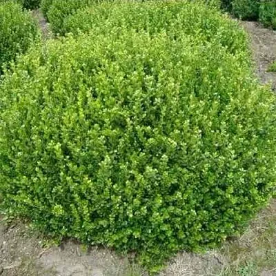 Самшит ФОЛКНЕР  Самшит ФОЛКНЕР в Кемерово