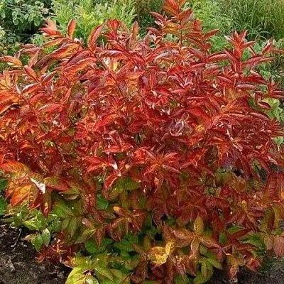 Вейгела ОГНЕННЫЕ КРЫЛЬЯ в Кемерово