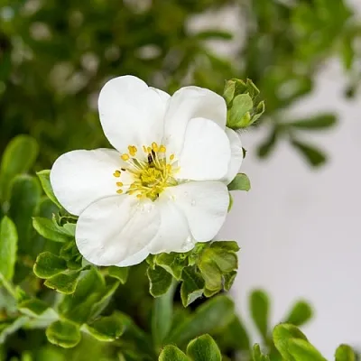 Лапчатка СНОУБЕРД кустарниковая  Лапчатка СНОУБЕРД кустарниковая в Кемерово