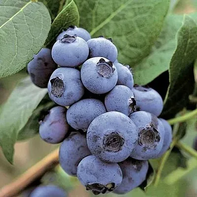 Голубика ПАТРИОТ в Кемерово