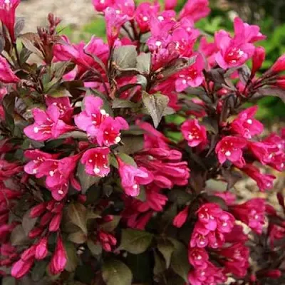 Вейгела БЛЭК РУБИ  Вейгела БЛЭК РУБИ в Кемерово