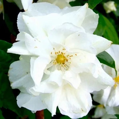 Жасмин РОЗАЦЕ в Кемерово