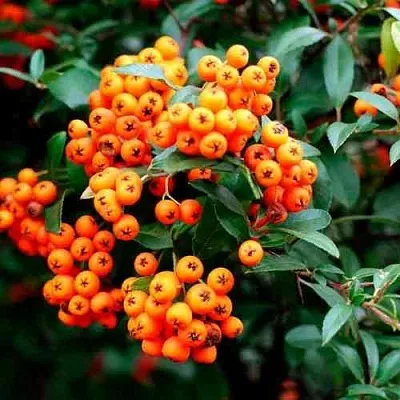 Пираканта ОРАНЖ ГЛОУ  Пираканта ОРАНЖ ГЛОУ в Кемерово