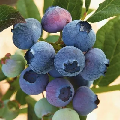 Голубика ОСОРНО в Кемерово