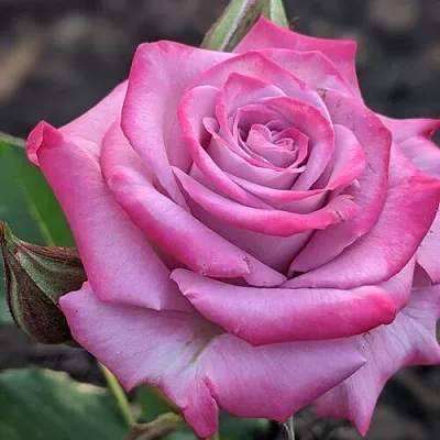 Саженцы роз ОКЕАН МИКАДО спрей в Кемерово