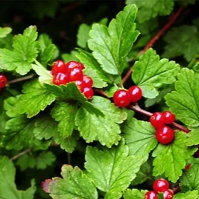 Смородина альпийская в Кемерово