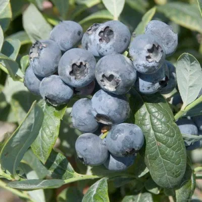 Голубика БРИГИТТА — описание сорта Голубика БРИГИТТА в Кемерово