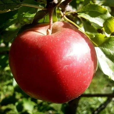 Яблоня НАСТЕНЬКА в Кемерово