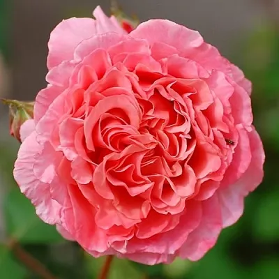 Саженцы роз ЛОРАН КАБРОЛЬ шраб  Саженцы роз ЛОРАН КАБРОЛЬ шраб в Кемерово