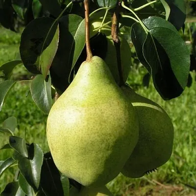 Груша МИНСКАЯ колонновидная в Кемерово