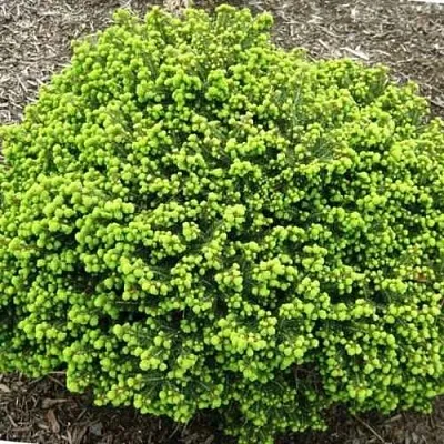 Ель ЛИТЛ ДЖЕМ обыкновенная  Ель ЛИТЛ ДЖЕМ обыкновенная в Кемерово