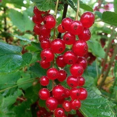 Смородина красная КОНСТАНТИНОВСКАЯ  Смородина красная КОНСТАНТИНОВСКАЯ в Кемерово