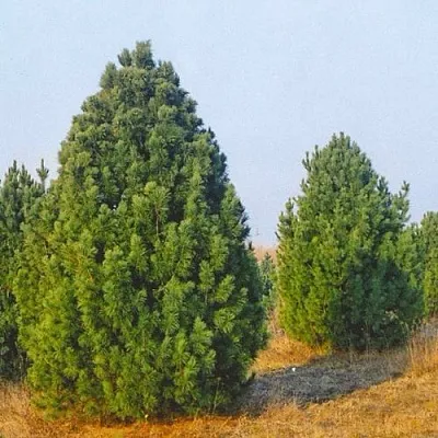 Сосна черная ПИРАМИДАЛИС в Кемерово