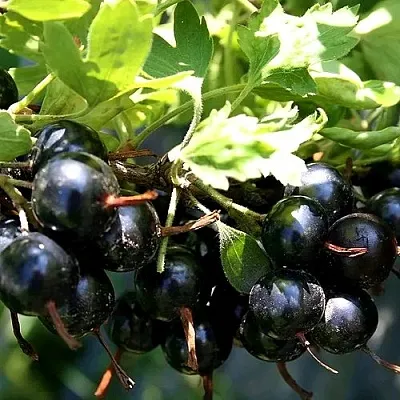 Золотистая в Кемерово