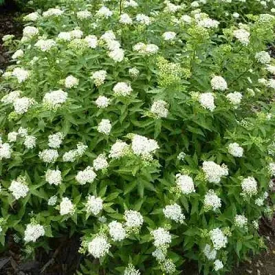 Спирея АЛЬБИФЛОРА японская в Кемерово