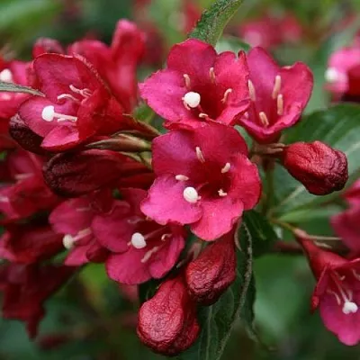 Вейгела ЕВА РАТКЕ  Вейгела ЕВА РАТКЕ в Кемерово