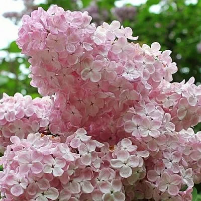 Сирень ВЕЧЕРНИЙ ЗВОН в Кемерово