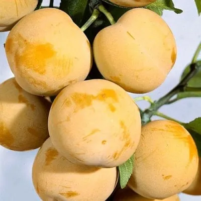 Слива РЕНКЛОД ранний в Кемерово