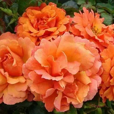 Саженцы роз БРИДЖ ОФ САЙЗ плетистая  Саженцы роз БРИДЖ ОФ САЙЗ плетистая в Кемерово