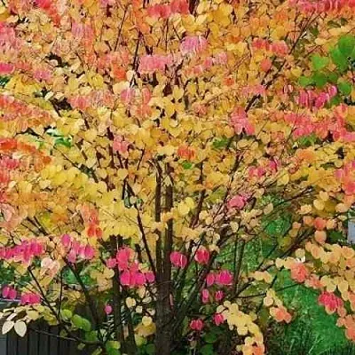 БАГРЯННИК японский  БАГРЯННИК японский в Кемерово