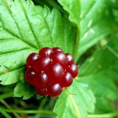 Княженика ЭЛПЕ в Кемерово