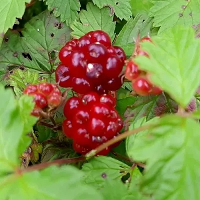 саженцы княженики