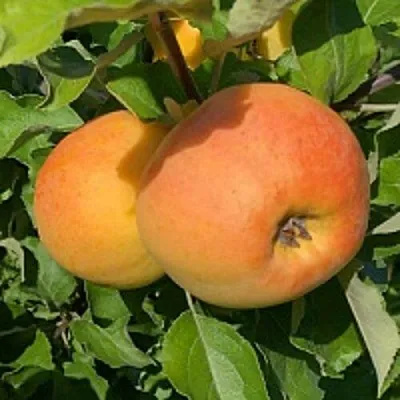 Яблоня АНТОНОВКА ЗОЛОТАЯ  Яблоня АНТОНОВКА ЗОЛОТАЯ в Кемерово