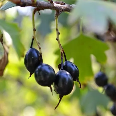 Смородина золотистая ДУСТЛИК в Кемерово