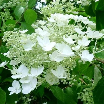 Гортензия УАЙТ ДОМ древовидная  Гортензия УАЙТ ДОМ древовидная в Кемерово