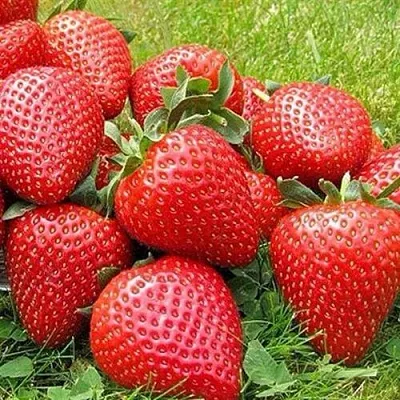 Клубника ЭЛИАНЕ  Клубника ЭЛИАНЕ в Кемерово