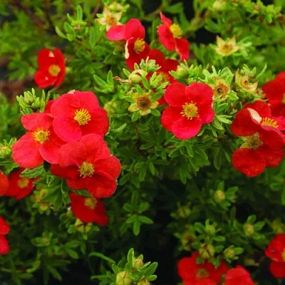 Лапчатка РЕД АЙС кустарниковая в Кемерово