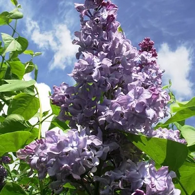 Сирень КРЫЛЬЯ НАДЕЖДЫ  Сирень КРЫЛЬЯ НАДЕЖДЫ в Кемерово