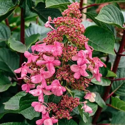 Гортензия ИНФИНИТИ метельчатая  Гортензия ИНФИНИТИ метельчатая в Кемерово