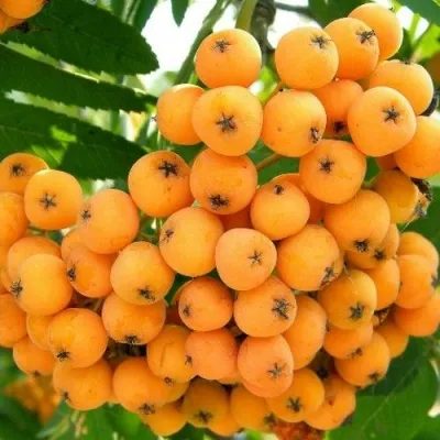 Рябина НЕВЕЖИНСКАЯ ЖЕЛТАЯ сладкоплодная — описание сорта Рябина НЕВЕЖИНСКАЯ ЖЕЛТАЯ сладкоплодная в Кемерово