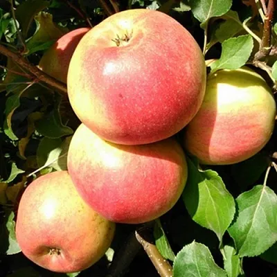 Яблоня ЭМБАССИ в Кемерово