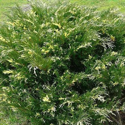 Можжевельник АНДОРА ВАРИЕГАТА горизонтальный  Можжевельник АНДОРА ВАРИЕГАТА горизонтальный в Кемерово