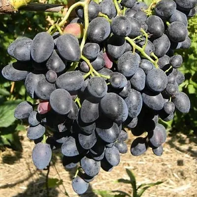 Виноград НАДЕЖДА АЗОС в Кемерово