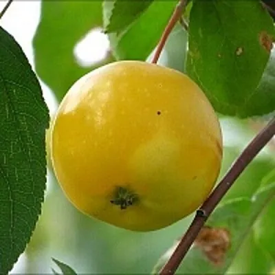 Яблоня КИТАЙКА ЖЁЛТАЯ колонновидная  Яблоня КИТАЙКА ЖЁЛТАЯ колонновидная в Кемерово