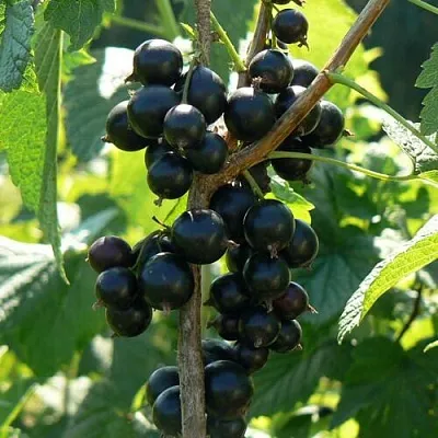 Смородина черная ВОЛОГДА в Кемерово