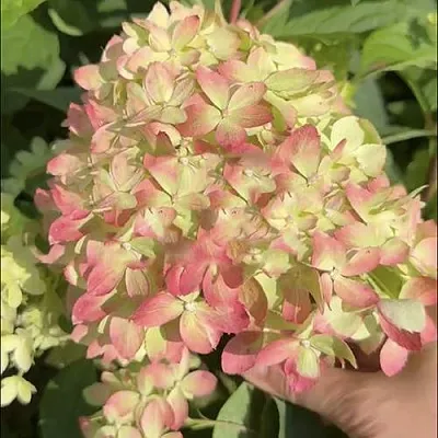 Гортензия ЛИТТЛ ЛАВ метельчатая  Гортензия ЛИТТЛ ЛАВ метельчатая в Кемерово