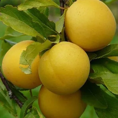 Слива СОЛНЫШКО в Кемерово