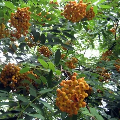 Рябина НЕВЕЖИНСКАЯ ЖЕЛТАЯ сладкоплодная — описание сорта Рябина НЕВЕЖИНСКАЯ ЖЕЛТАЯ сладкоплодная в Кемерово