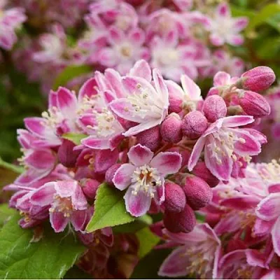 Дейция СТРОБЕРРИ ФИЛДС  в Кемерово