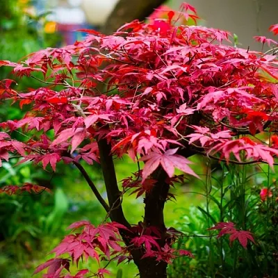 Клен дланевидный АТРОПУРПУРЕУМ в Кемерово