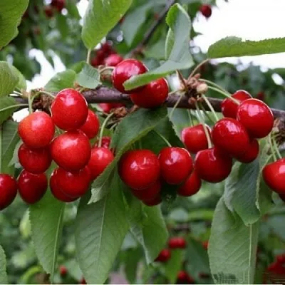 Черешня ДОНЕЦКАЯ КРАСАВИЦА в Кемерово